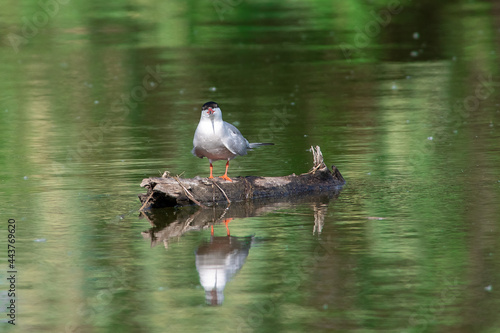 Sterna hirundo sit on the wood in river.
Common tern sit on mirrod lake, spring and summer scene
 photo