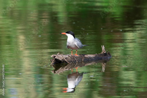 Sterna hirundo sit on the wood in river.
Common tern sit on mirrod lake, spring and summer scene
 photo