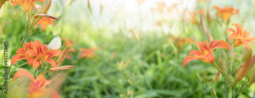 Summer Creative nature background. Blur nature backdrop with flowers and gree...