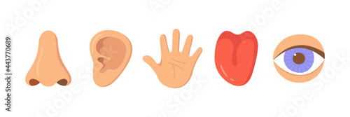 Five human senses organ set. Nose, ear, hand, tongue, eye. Sensory organs set. See, hear, feel, smell and taste. Elements for an educational manual. Vecor illustrations isolated on white background.