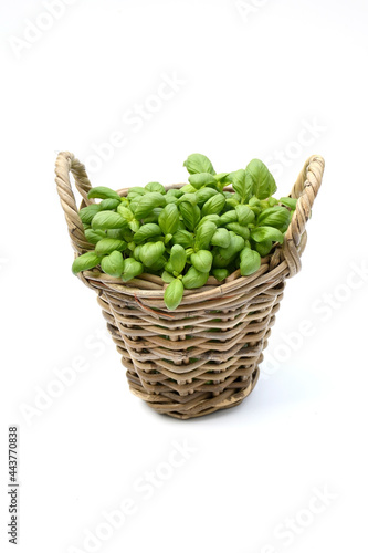 Top view freshness plant basil or Italy basil with green narrow leaves in wooden pot on white isolated background often use asia kitchen,  aroma and decoration in plate, herbe plant concept.