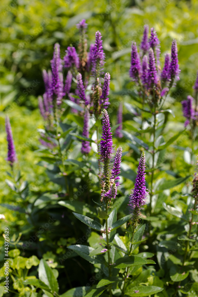 Obraz premium Purple Flower, Southside of Chicago