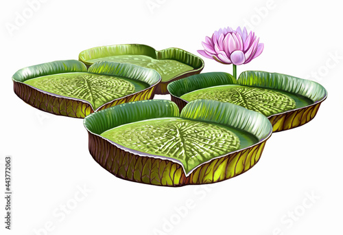 Giant water lily Victoria amazonica photo
