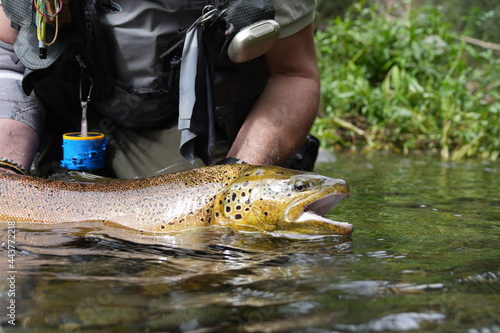 Fototapeta Naklejka Na Ścianę i Meble -  close-up of a large wild brown trout caught in a mountain river