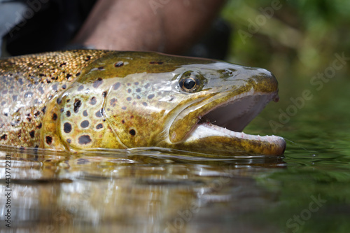 close-up of a large wild brown trout caught in a mountain river