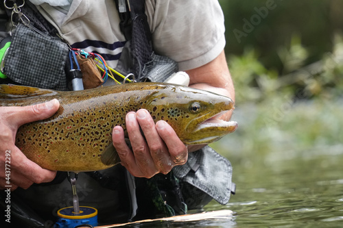 Fototapeta Naklejka Na Ścianę i Meble -  close-up of a large wild brown trout caught in a mountain river