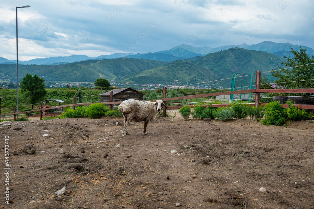 Fototapeta premium sheep on the farm