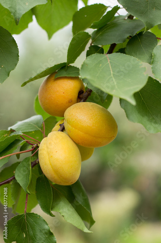 Apricot tree, close-up of organically grown apricots.