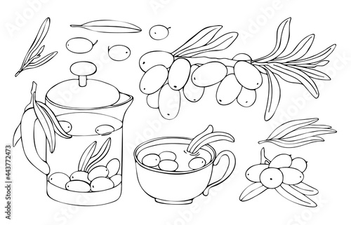 Hand drawn contour branches, berries and leaves of sea buckthorn. Vector illustration. Image of a teapot, glass, brewed tea.