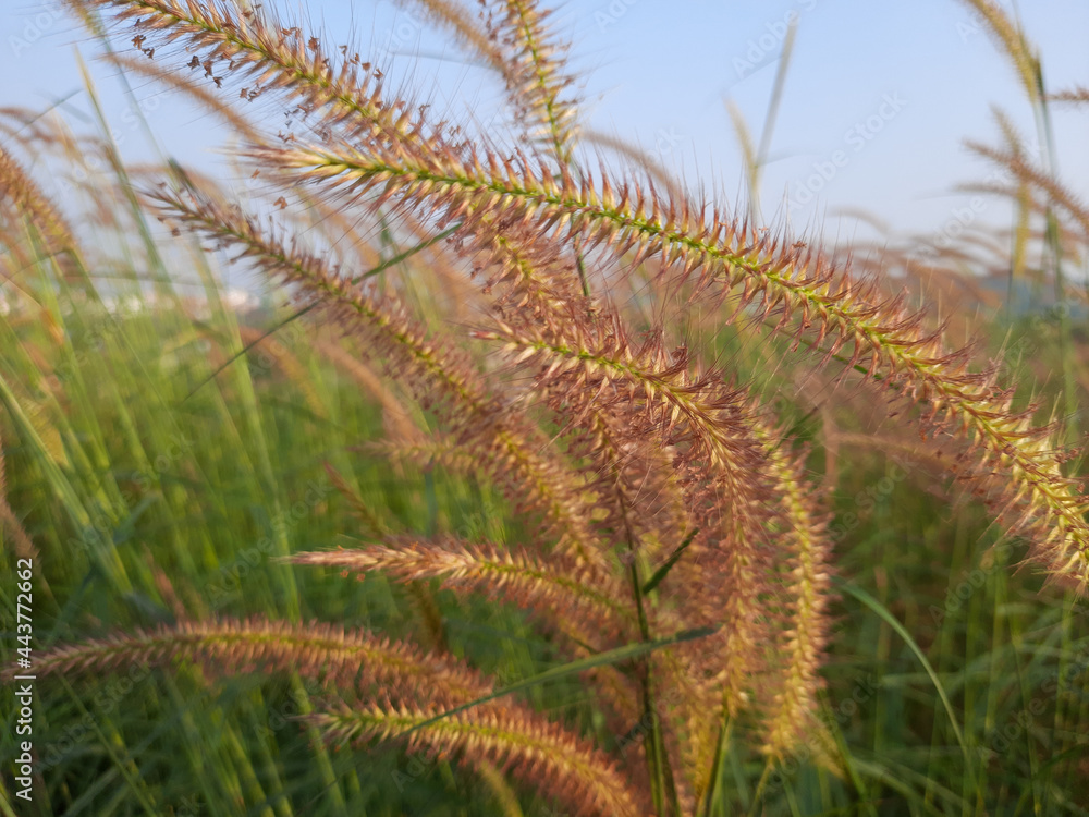 Flower grass background. desho grass flower field. grass flower. Flower grass background. desho grass flower field. grass flower.