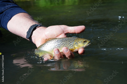 close-up of a large wild brown trout caught in a mountain river