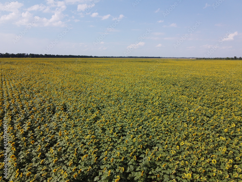A picturesque field of sunflowers under a blue sky, aerial view. A farm field on a hot summer day, landscape. A picturesque field of sunflowers under a blue sky, aerial view. A farm field on a hot summer day, landscape.