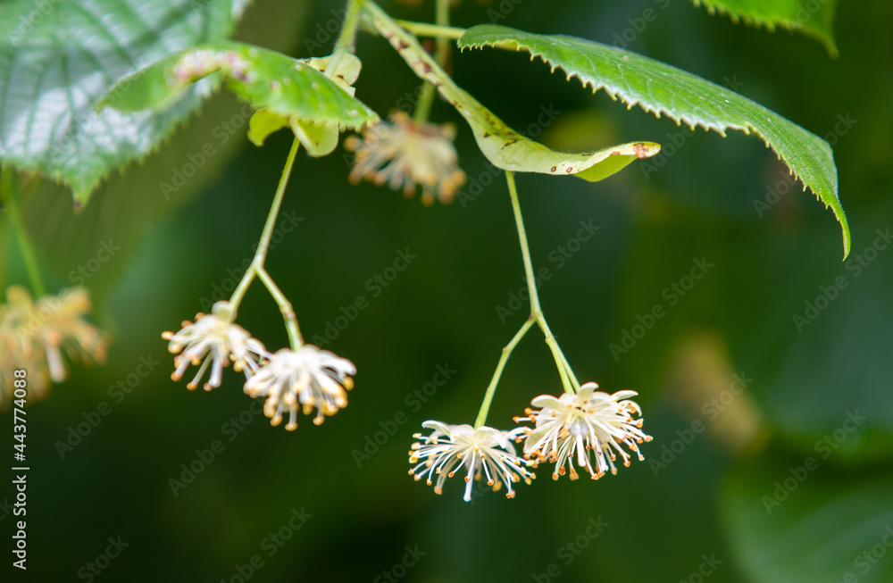 Fototapeta premium a close-up with Tilia tree flowers