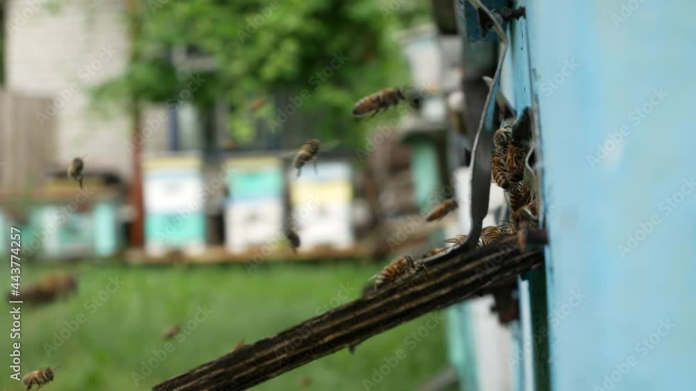 Bees fly up to the hive in the apiary. Harvesting honey in summer. In the background beehives, apiary, greenery Bees fly up to the hive in the apiary. Harvesting honey in summer. In the background beehives, apiary, greenery
