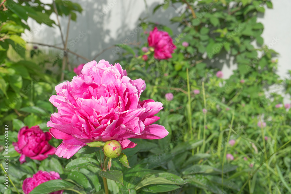 奇麗なピンクの花