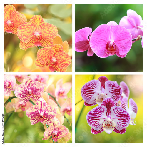 Close-up of  Various species of orchids of many colors Bouquet of flowers orchids.