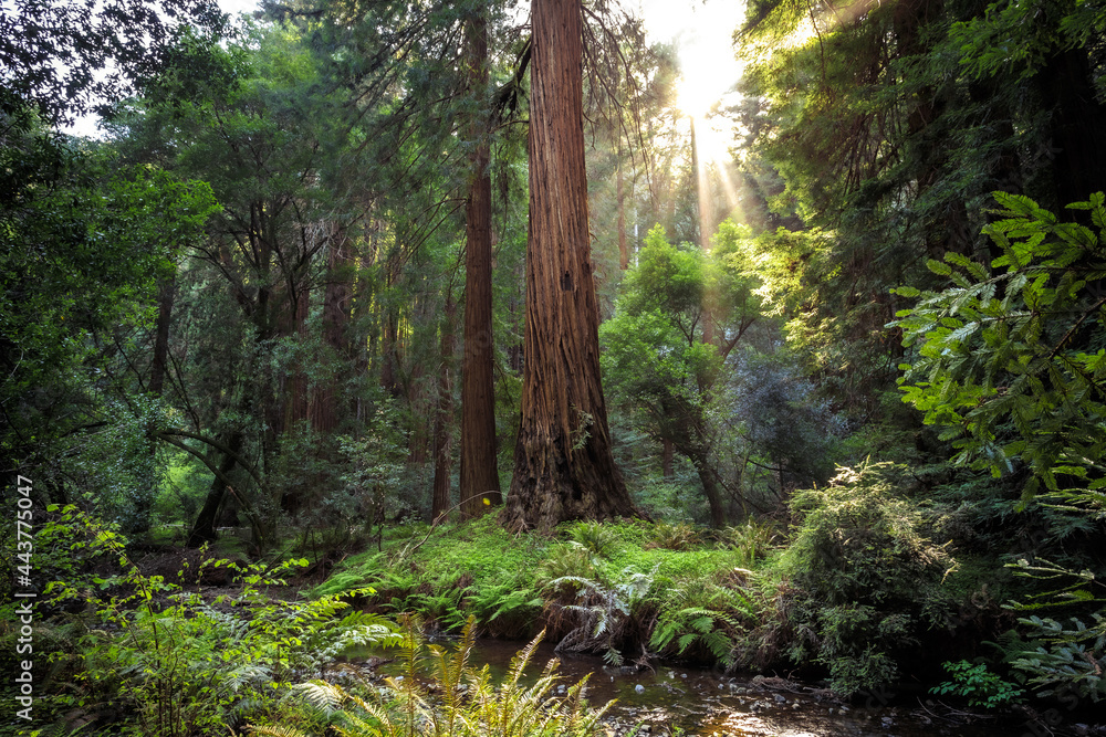 Sunset in the Muir Woods Redwoods, Muir Woods National Monument, California Sunset in the Muir Woods Redwoods, Muir Woods National Monument, California