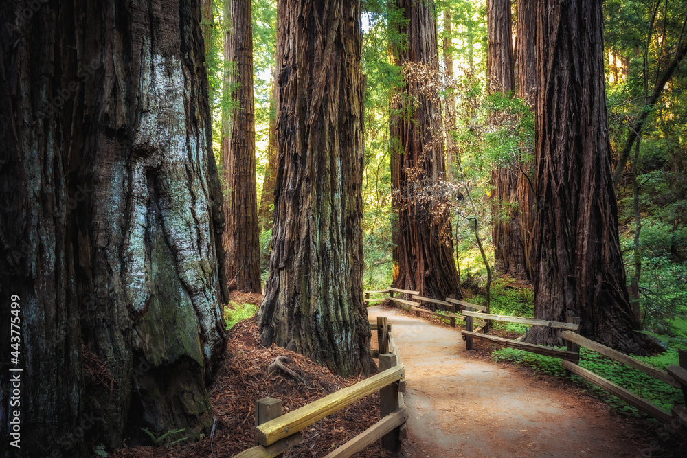 Obraz premium Path in the Muir Woods Redwoods, Muir Woods National Monument, California