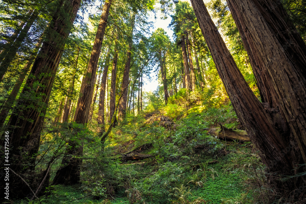 Sunset in the Muir Woods Redwoods, Muir Woods National Monument, California Sunset in the Muir Woods Redwoods, Muir Woods National Monument, California