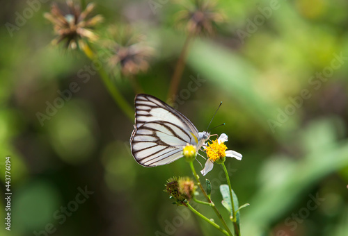 butterfly on a white flower © Champ
