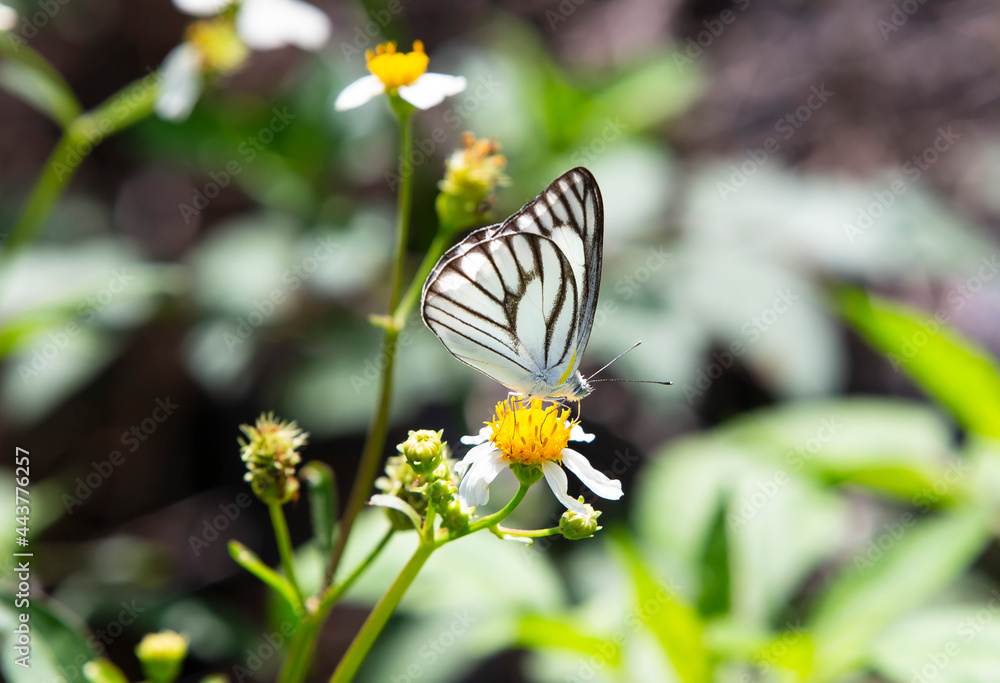 butterfly on a white flower