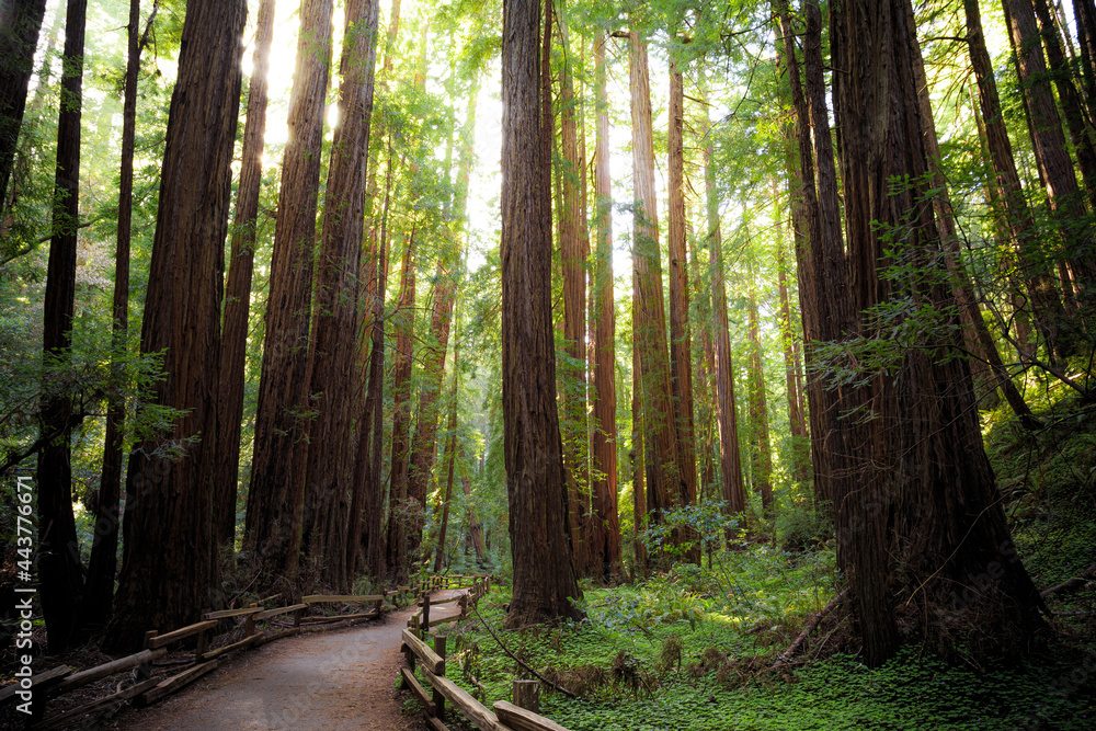 Obraz premium Path in the Muir Woods Redwoods, Muir Woods National Monument, California