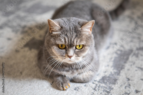 grey british domestic cat with yellow eyes