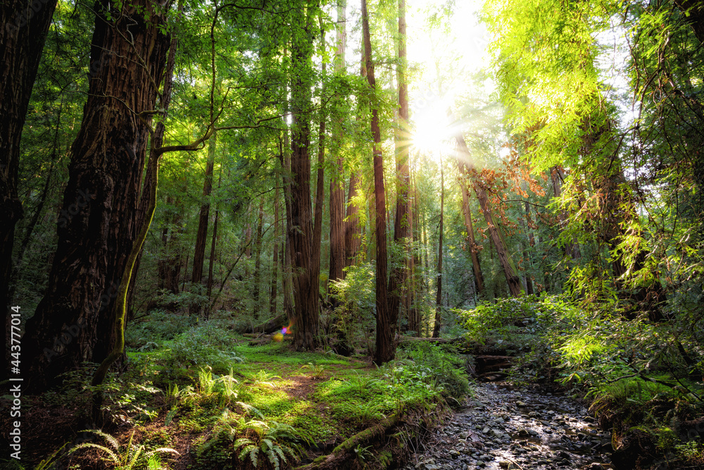 Obraz premium Sunset in the Muir Woods Redwoods, Muir Woods National Monument, California