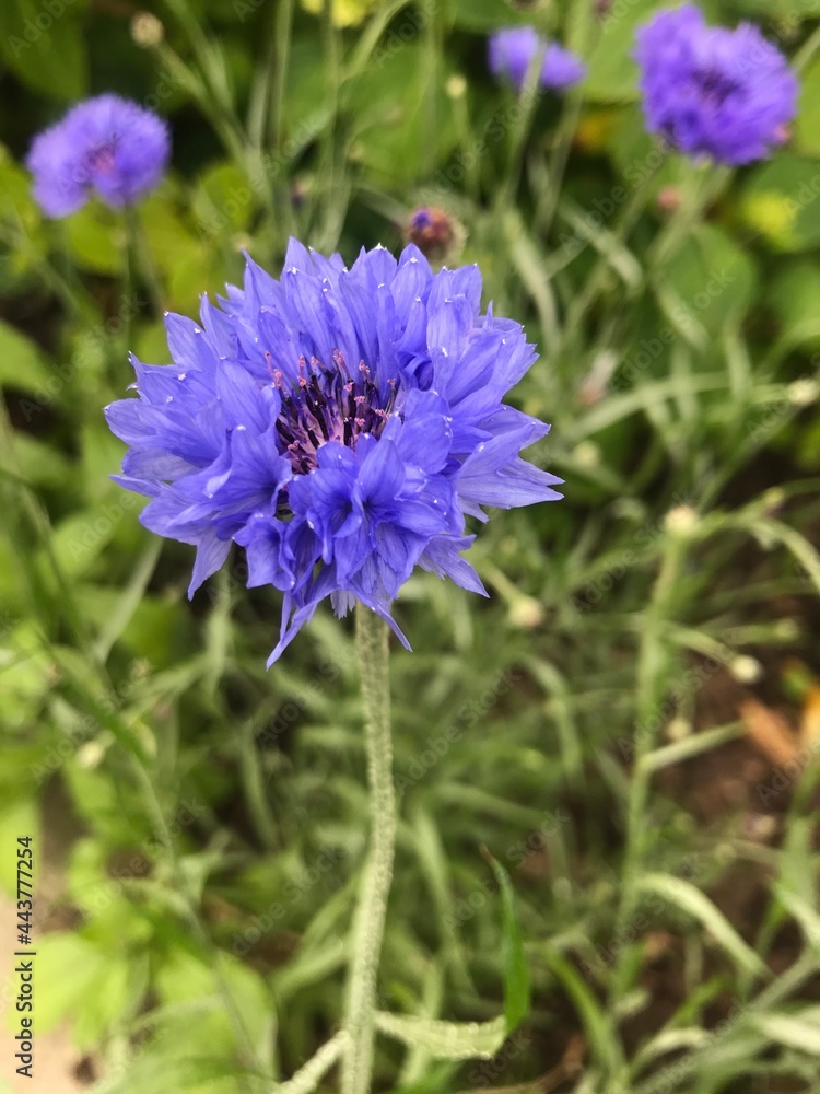 Obraz premium flower in the field