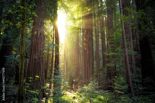 Sunset in the Muir Woods Redwoods, Muir Woods National Monument, California photo