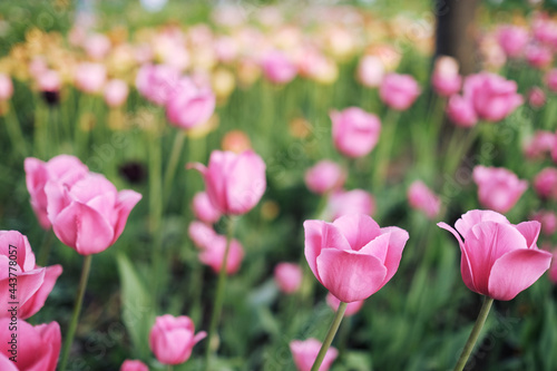 a flower bed with a lot of pink tulips. selective focus. gardening, growing varieties of flowers © Elena