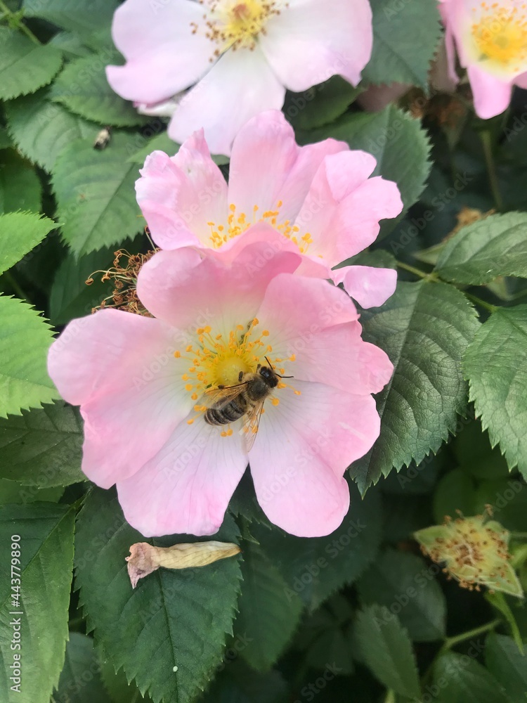 Nee on pink flower Nee on pink flower