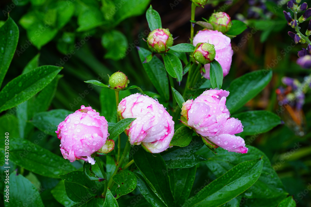 Wet fragrant pale pink peony flower after the rain