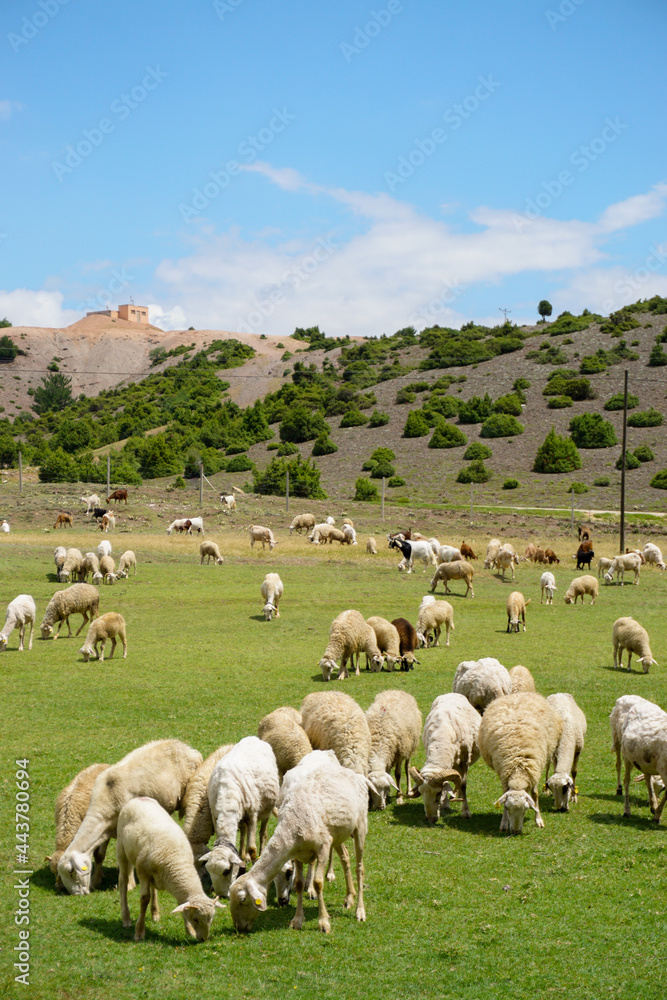 Obraz premium Sheep and goat herd being fed on green fields before the sacrifation fete on a sunny day in Turkey