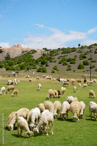 Sheep and goat herd being fed on green fields before the sacrifation fete on a sunny day in Turkey