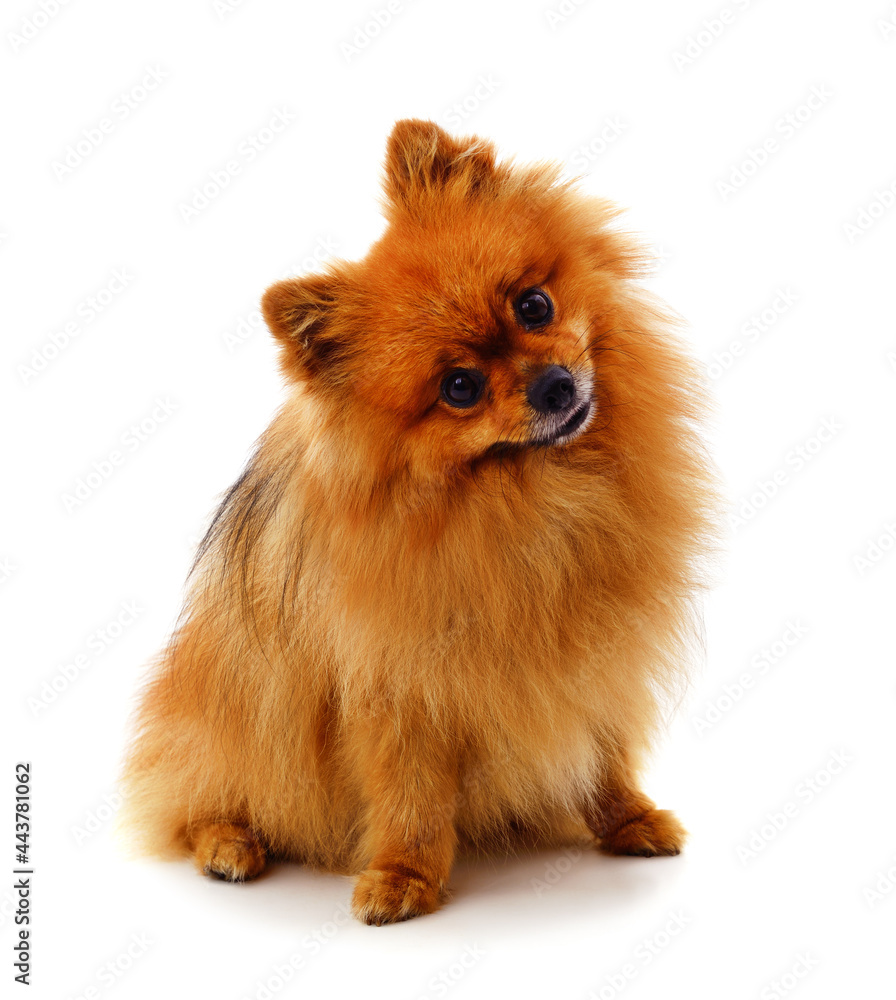 Obraz premium One little dog.