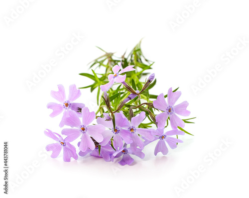 Beautiful violet flowers.