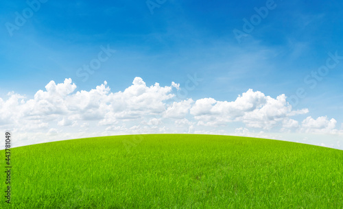 Rice field blue sky with clouds