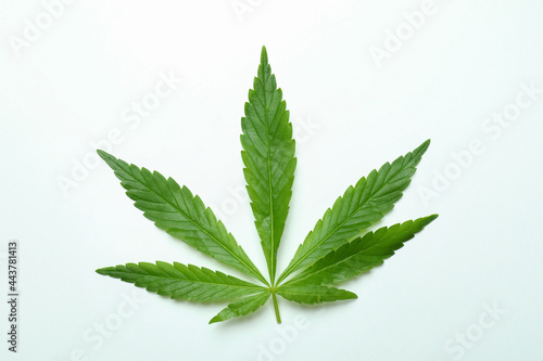 One green cannabis leaf on white background