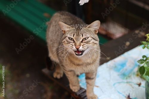 cat on the fence