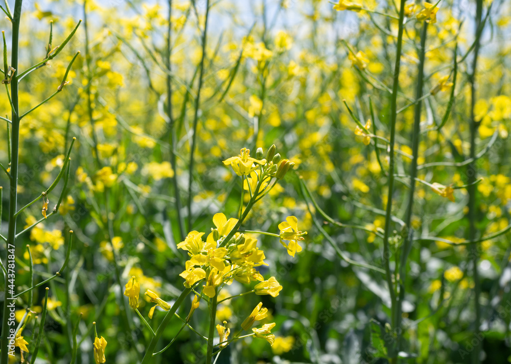 Rapeseed or canola in blooming, brassica napus, close up, selected focus. Rapeseed or canola in blooming, brassica napus, close up, selected focus.