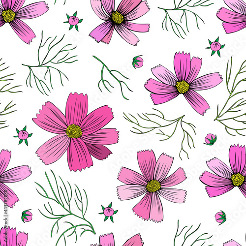 Seamless floral pattern, Kosmos flower, Kosmeya hand drawn illustration, wild flower astra isolated on white backround, decorative colorful backdrop design for greeting card, wedding invite, cosmetic