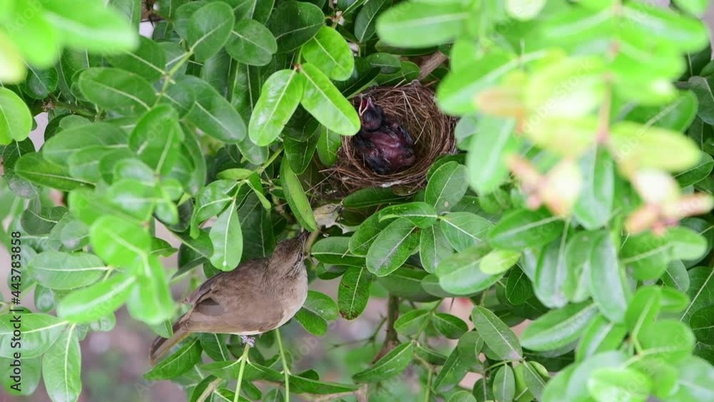 Streak-eared Bulbul feeding its baby Streak-eared Bulbul feeding its baby