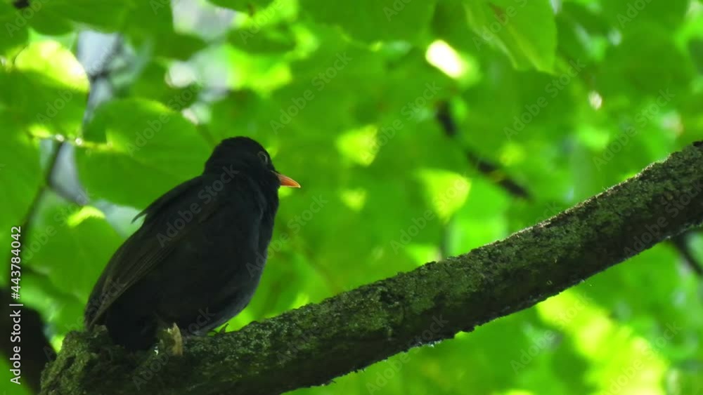 The merula sits and sings on a tree. Bird wildlife background for design. The merula sits and sings on a tree. Bird wildlife background for design.