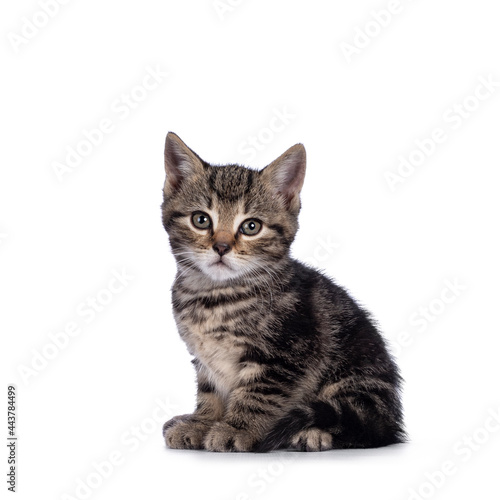 Sweet little brown house cat kitten, sitting up side ways. Looking towards camera. Isolated on a white background.