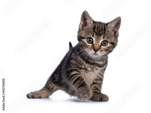 Sweet little brown house cat kitten, standing facing front. Looking towards camera. Isolated on a white background.