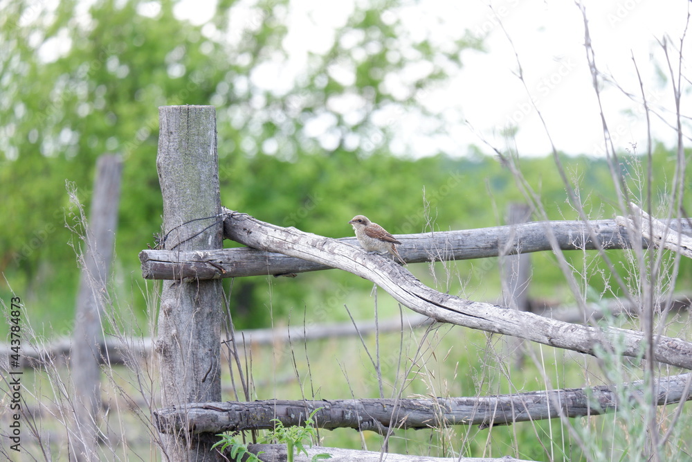 Fototapeta premium bird barbed wire fence