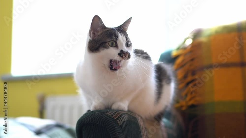 Funny colored cat yawns and sits on the couch