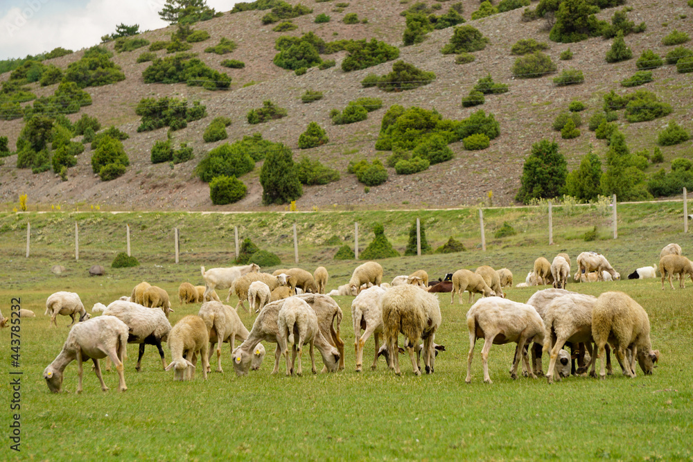 Fototapeta premium Sheep and goat herd being fed on green fields before the sacrifation fete on a sunny day in Turkey