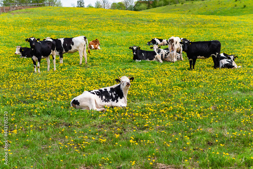 Black and white cows in a grassy field on a bright and sunny day. Cows lying on green grass.Rural farmer concept.